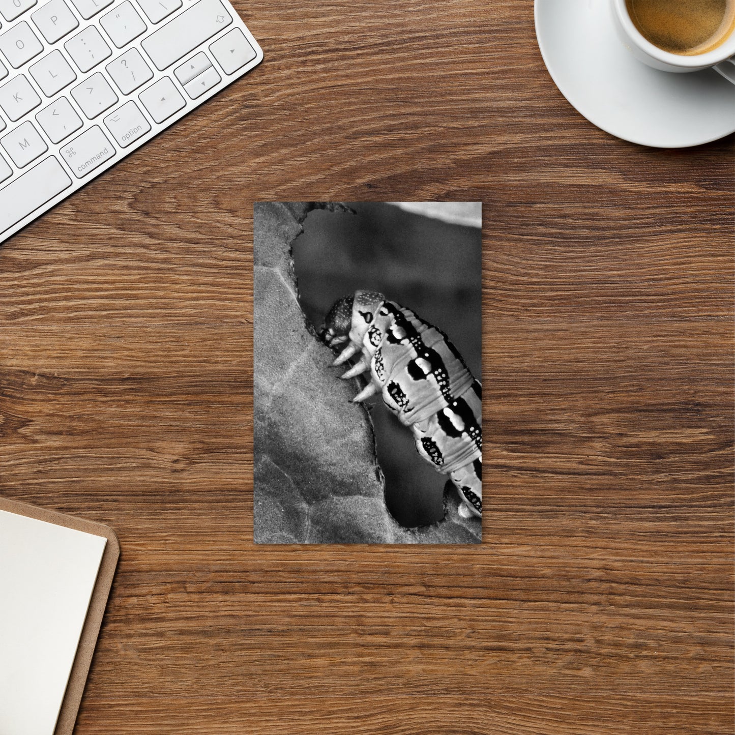 Caterpillar Postcard